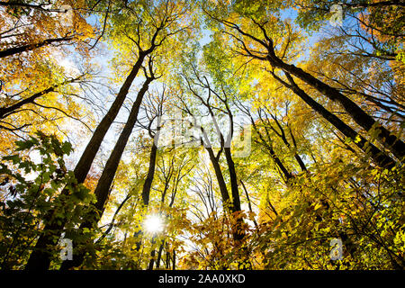 Beautiful forest with colorful autumn leaves in national park Stockfoto