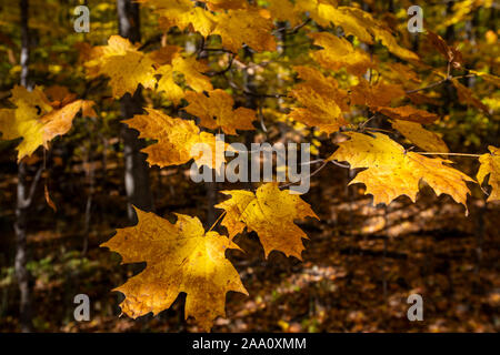 Schöne und bunte Blätter im Herbst Wald im Nationalpark gefallen Stockfoto