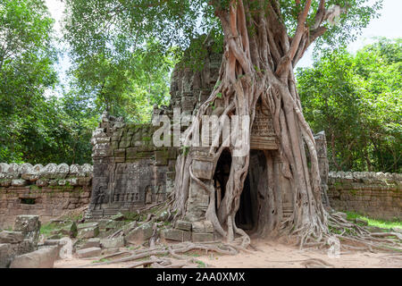 Spung Baum an Ta Som Tempel in der Regenzeit, alles ist grün und der Himmel ist blau mit einige zerstreute weiße Wolken. Die Ruinen sind mit einigen abgedeckt Stockfoto