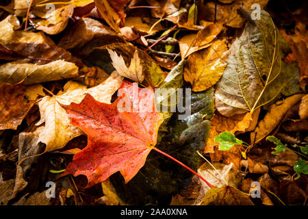 Schöne und bunte Blätter im Herbst Wald im Nationalpark gefallen Stockfoto