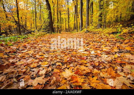 Schöne und bunte Blätter im Herbst Wald im Nationalpark gefallen Stockfoto