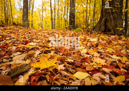 Schöne und bunte Blätter im Herbst Wald im Nationalpark gefallen Stockfoto
