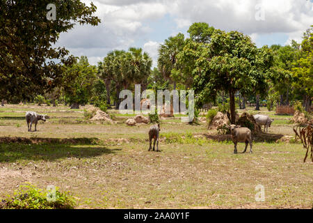 Waterbuffalos Weiden zwischen Palmen und Büschen. Typische Szene für Indochina. Stockfoto