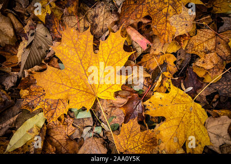 Schöne und bunte Blätter im Herbst Wald im Nationalpark gefallen Stockfoto
