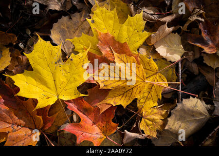 Schöne und bunte Blätter im Herbst Wald im Nationalpark gefallen Stockfoto