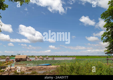 Kleine lotus Farm. Schuppen mit Dach aus Schilf Sitzen im Wasser fast schwebend. Ein blaues Boot fügt die Idylle. Stockfoto