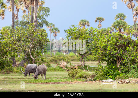 Waterbuffalos Weiden zwischen Palmen und Büschen. Typische Szene für Indochina. Stockfoto