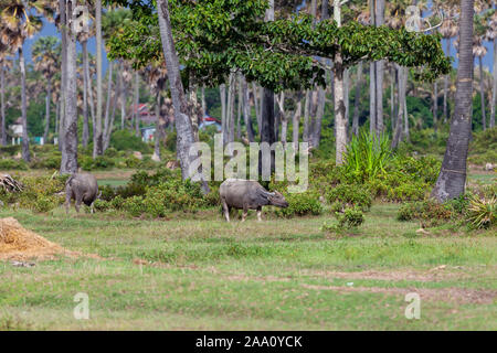 Waterbuffalos Weiden zwischen Palmen und Büschen. Typische Szene für Indochina. Stockfoto