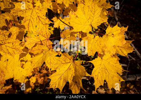 Schöne und bunte Blätter im Herbst Wald im Nationalpark gefallen Stockfoto