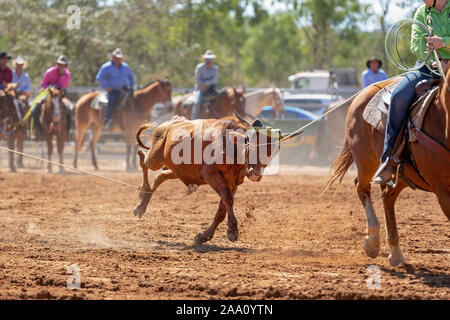 Kalb Kalb in einem Team Roping Veranstaltung der Cowboys an ein Land Rodeo lassoed werden Stockfoto