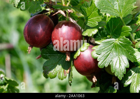 Rote Stachelbeeren am Strauch/Rote Stachelbeeren auf der Bush Stockfoto