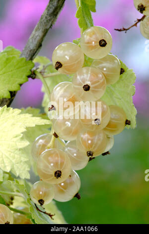 Weisse Johannisbeeren bin Strauch/weiße Johannisbeeren auf der Bush Stockfoto