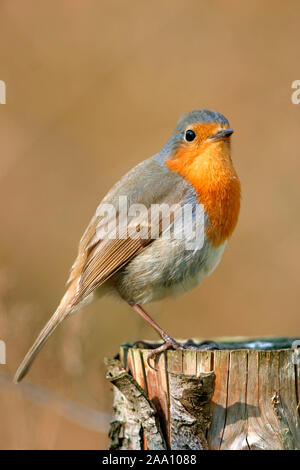 Rotkehlchen (Erithacus Rubecula)/Rotkehlchen (Erithacus Rubecula) Stockfoto