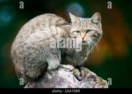 Wildkatze (Felis sylvestris)/Wildkatze (Felis sylvestris) Stockfoto