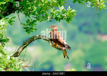 Rotmilan (Milvus milvus)/Rotmilan (Milvus milvus), Roter Milan, Stockfoto
