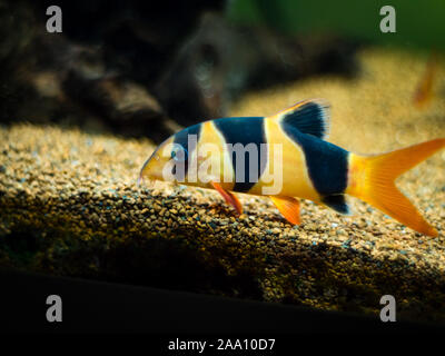 Große clown Loach in Fish Tank (Chromobotia macracanthus) Stockfoto