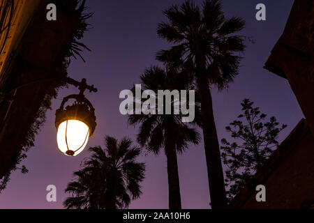 Palmen und Laterne. Sonnenuntergang, über die Carrer d'Elisabets, El Raval, Barcelona Stockfoto