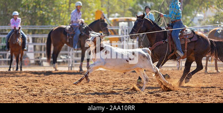 Kalb Kalb in einem Team Roping Veranstaltung der Cowboys an ein Land Rodeo lassoed werden Stockfoto