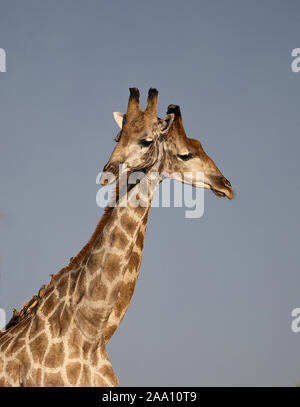 Zwei Giraffen Kreuzung Hals, fast wie ein Zwei vorangegangen Giraffe Stockfoto