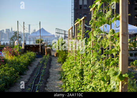 Regreening der Städte, Norden Farm in Brooklyn, New York City, USA Stockfoto