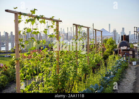 Regreening der Städte, Norden Farm in Brooklyn, New York City, USA Stockfoto