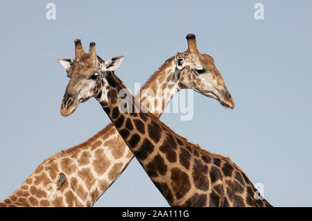 Zwei Giraffen Kreuzung Hals Stockfoto