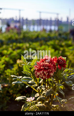 Regreening der Städte, Norden Farm in Brooklyn, New York City, USA Stockfoto