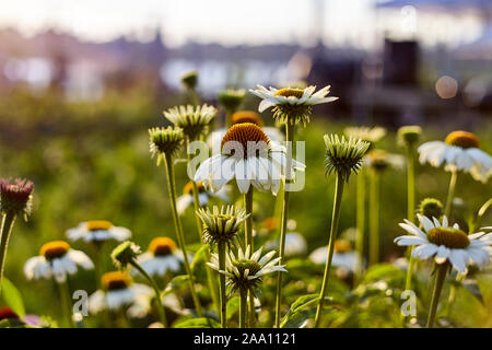 Regreening der Städte, Norden Farm in Brooklyn, New York City, USA Stockfoto