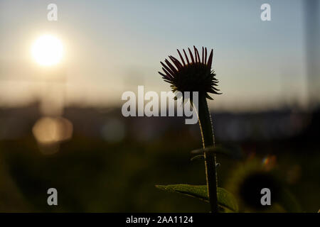 Regreening der Städte, Norden Farm in Brooklyn, New York City, USA Stockfoto