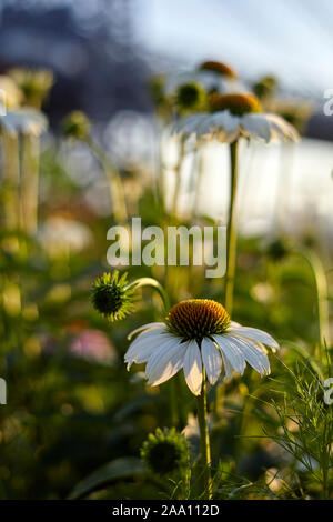 Regreening der Städte, Norden Farm in Brooklyn, New York City, USA Stockfoto