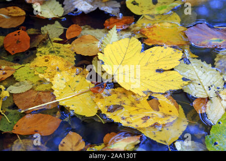 Herbstlich gef rbte Bl tter ‰ ‰ ‰ liegen auf der Wasseroberfl che/Autumnale farbige Blätter schwimmen auf der Wasseroberfläche sind Stockfoto