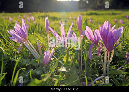 Herbstzeitlosen (Colchicum autumnale) im letzten Abendlicht auf einer Wiese/Herbstzeitlose (Colchicum autumnale) auf einer Wiese im Abendlicht Stockfoto