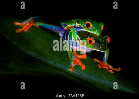 Red-eyed Tree Frog - Agalychnis callidryas arboreal hylid native Neotropischer Regenwälder aus Mexiko, Mittelamerika, Kolumbien, zwei Frösche Paarung Stockfoto