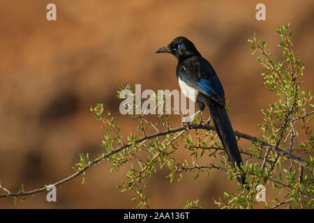 Europäische Magpie - Pica Pica oder gemeinsamen Magpie ist ein Bewohner Zucht schwarz-weißen Vogel in der gesamten nördlichen Teil des eurasischen Kontinents mit t Stockfoto