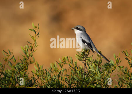 Great Grey Shrike - Lanius excubitor algeriensis oder nördlichen shrike in Nordamerika, große songbird Familie Laniidae, mit seinen parapatric superspecies Stockfoto