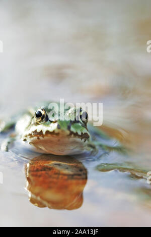 Grünfrosch sitzt in einer Pfütze/Green Frog ist sitinging in einer Pfütze Stockfoto