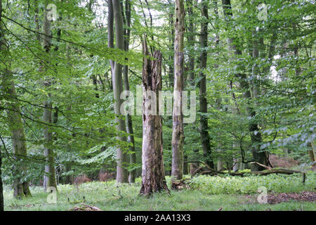 Buchenwald mit Totholz als wichtiger Lebensraum für viele Tiere/Buche Wald mit toten Bäumen als wichtiger Lebensraum für viele unterschiedliche Tiere Stockfoto