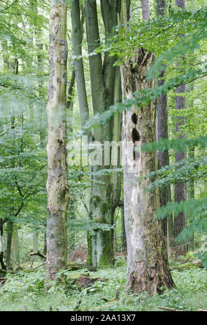 Buchenwald mit Totholz als wichtiger Lebensraum für viele Tiere/Buche Wald mit toten Bäumen als wichtiger Lebensraum für viele unterschiedliche Tiere Stockfoto