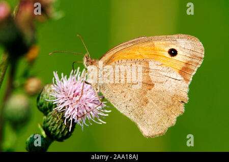 Großes Ochsenauge (Pyrausta aurata) auf einer Distel/Schmetterling (Pyrausta aurata) auf einer Distel Stockfoto