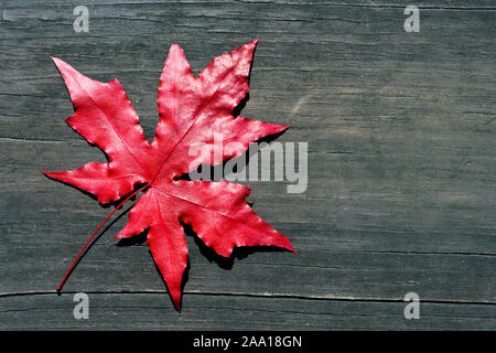 5 - Red maple leaf auf dunklem Holz Hintergrund blade Stockfoto