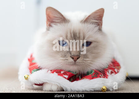 Blue eyed white Heilige Birma Katze mit Weihnachten Outfit Stockfoto