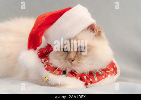 Blue eyed white Heilige Birma Katze mit Weihnachten Outfit Stockfoto