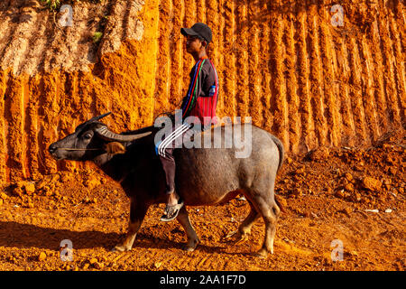 Ein junger Mann, ein Wasserbüffel, Pindaya, Shan Staat, Myanmar. Stockfoto