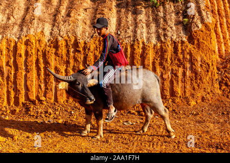 Ein junger Mann, ein Wasserbüffel, Pindaya, Shan Staat, Myanmar. Stockfoto