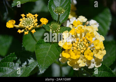 Zitronenschale Verbenaceae Lantana Blüten, ist eine Art von Eisenkraut in den Botanischen Gärten in New York fotografiert. Stockfoto