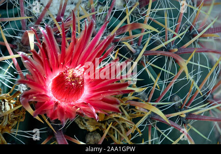 Mammillaria cochemia Setispina Kaktusblüte Nahaufnahme fotografiert im Desert Botanical Gardens in New Mexiko. Stockfoto