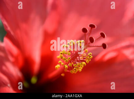 Nahaufnahme von roten Hibiskus Blume Stigmatisierung und Staubgefäße im Botanischen Garten in New Mexiko. Stockfoto