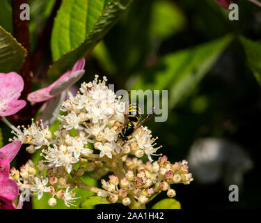 Sand Hills Hornet auf Hortensie Blume. Stockfoto