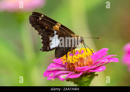 Silver-spotted Skipper auf Zinnia Blume. Stockfoto