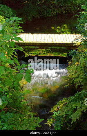 Quelle der Shirakawa Fluss, Präfektur Kumamoto, Japan Stockfoto